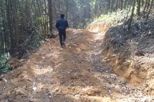 Vụ xẻ rừng làm đường: Hạt kiểm lâm có trách nhiệm