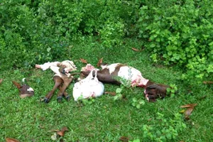 Táo tợn trộm bò rồi xẻ thịt ngay gần nhà chủ