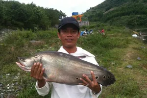 Cần thủ Quảng Nam câu được cá thác lác “khủng“