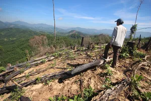 Thủ tướng chỉ đạo xử lý vụ phá rừng ở Quảng Nam
