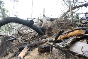 Khởi tố 1 bị can trong vụ phá hơn trăm ha rừng