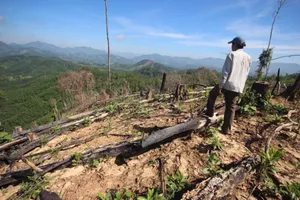 Phá rừng Tiên Lãnh: Bí thư và chủ tịch xã bị kỷ luật
