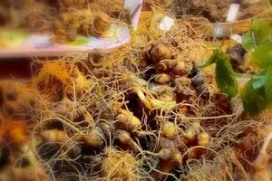 Quảng Nam: Trả lại tiền nếu mua phải sâm Ngọc Linh giả