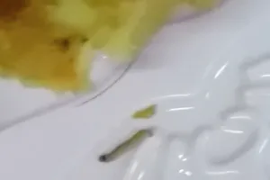 Hoãn xử vụ đăng clip bánh Trung thu có dòi lên Facebook