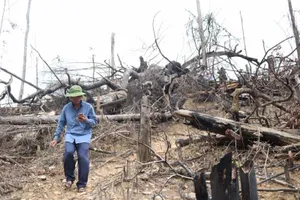 Chủ tịch xã bị cách chức vì để rừng bị phá tan hoang