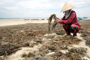1 phụ nữ tử vong khi hái rong mơ ở Cù Lao Chàm