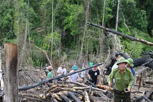 Phá rừng Tiên Lãnh: Đề nghị truy tố 2 bị can
