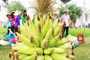 Độc đáo ngày hội bắp nếp Hội An