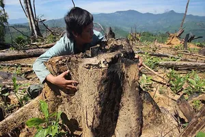 Phá rừng Tiên Lãnh: 4 cán bộ kiểm lâm bị kỷ luật