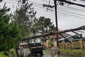 Lâm Đồng: Mưa lớn làm đổ cây, quốc lộ bị chia cắt