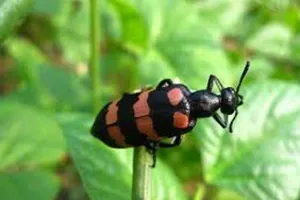 Săn lùng bọ 3 sọc bán cho thương lái với giá cao bất thường