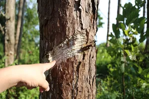 Thông ở Tây Nguyên bị kẻ xấu diệt bằng hóa chất