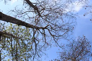 Thủ tướng yêu cầu báo cáo vụ bức tử rừng thông