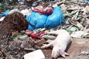 Ớn lạnh hàng loạt xác heo chết vứt lăn lóc bên đường