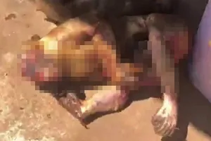 Xe khách chở tám cá thể khỉ đã bị giết