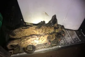 Cảnh sát chặn bắt xe chở cả trăm con dúi không nguồn gốc