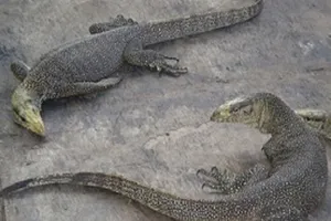 Một chủ quán ăn bị phạt 660 triệu đồng