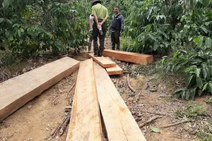 Phát hiện nhiều điểm tập kết gỗ ở rừng đặc dụng Nam Kar