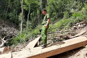 Có dấu hiệu hình sự vụ phá rừng đặc dụng Nam Kar