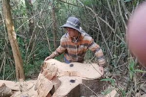 Sở Nông nghiệp nêu trách nhiệm vụ phá rừng đặc dụng Nam Kar