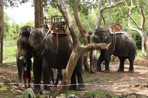 Voi 'bảo mẫu' H’Băn chết ở tuổi 59 sau nhiều năm làm du lịch