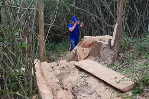 Sở Nông nghiệp Đắk Lắk nói về vụ phá rừng đặc dụng Nam Kar