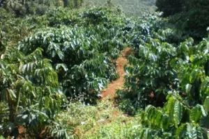 Phát hiện người đàn ông treo cổ trong rẫy cà phê