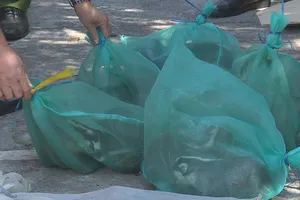 Chở rắn nhưng chủ xe khách tưởng là gà