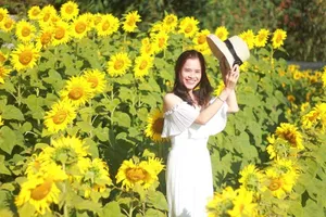 Giới trẻ rầm rộ check in vườn hoa mặt trời giữa lòng phố núi