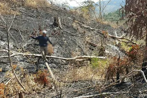 Lại phát hiện phá rừng quy mô lớn ở Đắk Lắk