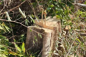 Khởi tố vụ án phá rừng tại Đắk Lắk