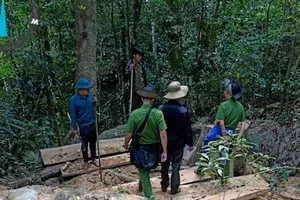 Kiểm tra hiện trường vụ phá rừng ở Gia Lai