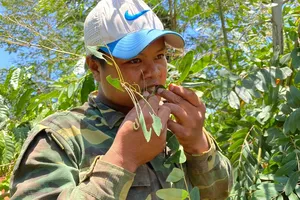 Theo chân người Ê đê bắt sâu muồng chế biến đặc sản