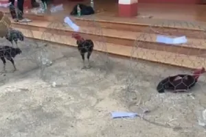 Cảnh sát đột kích trường gà bắt gần 50 người tham gia