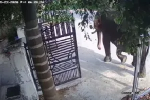 1 nài bị voi quật chết