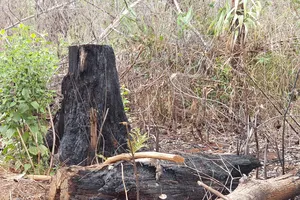 Chuyển điều tra vụ kê khống đất rừng để trục lợi tiền tỉ