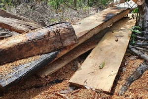 Xác định lượng gỗ bị lâm tặc cưa hạ ở rừng Kbang