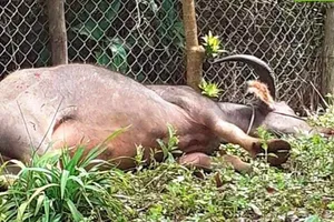 Bắn hạ trâu điên húc nhiều người bị thương