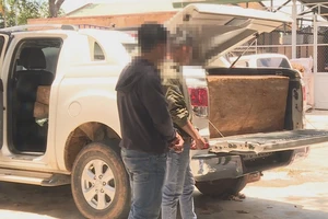  2 giáo viên chở gỗ pơ mu trên xe bán tải