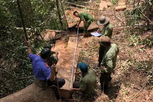 11 người phá rừng tại Đắk Nông khai do gia đình khó khăn