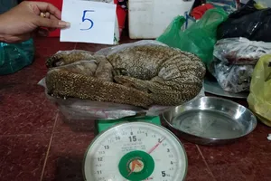 Khởi tố người phụ nữ mua bán tê tê, mèo rừng