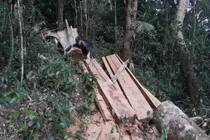 Phát hiện một vụ phá rừng quy mô lớn ở Gia Lai 