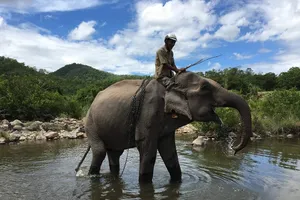 Con voi cuối cùng ở Bắc Tây Nguyên chết