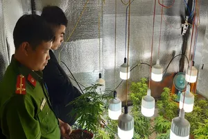 Trang bị đèn, hệ thống phun trồng cần sa trong phòng ngủ