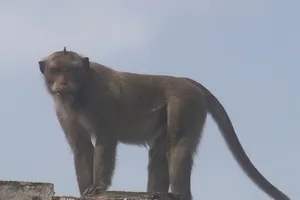 Chở 16 con khỉ chết trên xe máy đi bán thì bị phát hiện