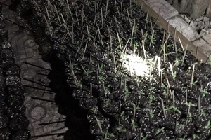 Phát hiện súng, biển xe 80B tại nhà người trồng cần sa