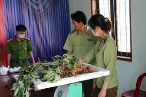 Lực lượng chức năng tỉnh Kon Tum vừa phát hiện vụ sâm Ngọc Linh giả. Ảnh HN
