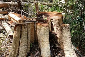 Chuyển Công an điều tra vụ giáng hương cổ thụ bị cưa hạ