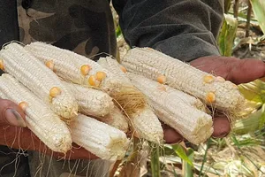 ‘Chuyện lạ’ ở Đắk Nông: Trồng bắp toàn… cùi, không hạt
