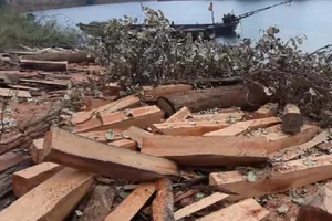 Kiểm lâm thông tin các ‘bãi gỗ vô chủ’ ở hồ Sê San